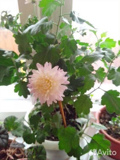 Хризантема шаровидная