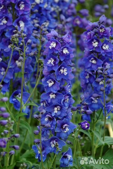 Дельфиниум