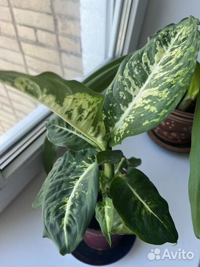 Фикус бенджамина и другие