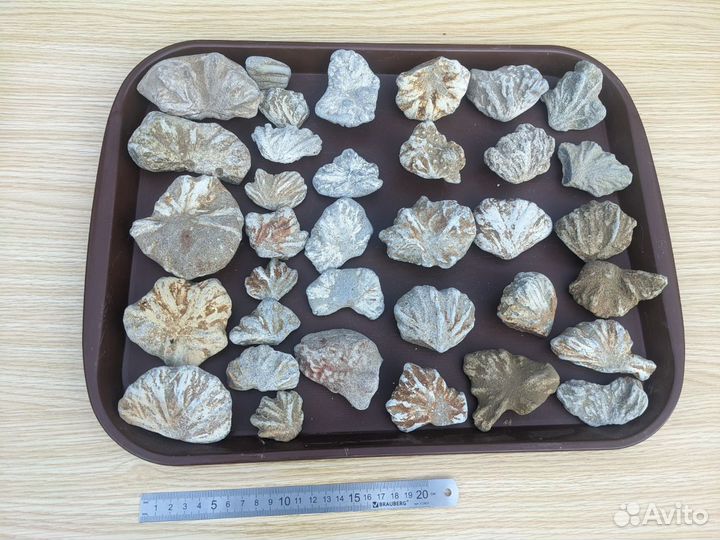 Редкая окаменелость, океан Тетис, 50 млн. лет