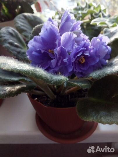 Продаю листочки фиалок