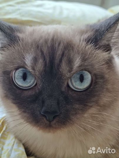 Передержка кошек/собак