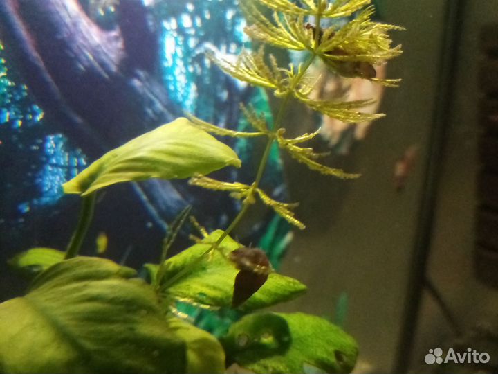 Улитки Милании