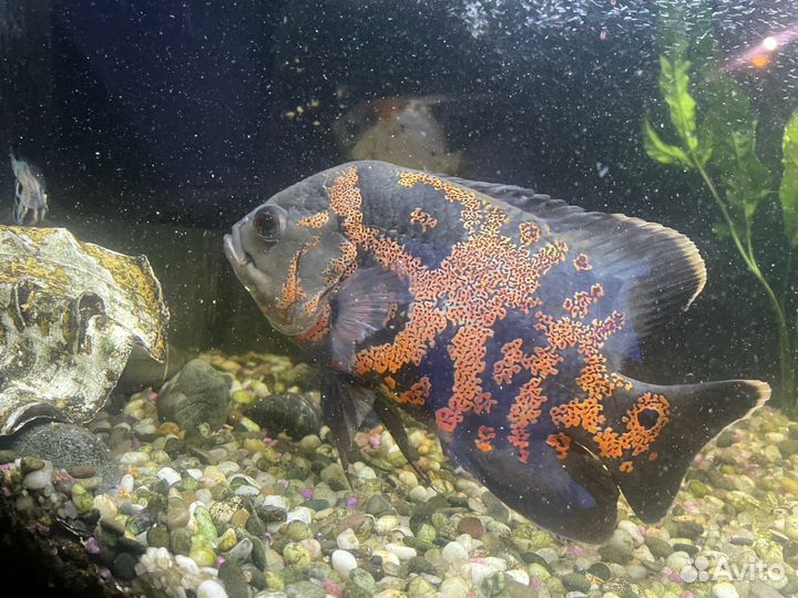 Глазчатый астронотус. Пара