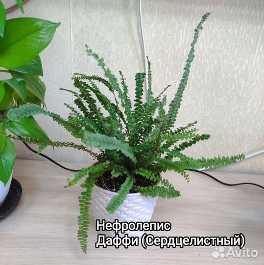 Комнатные растения. Часть 1