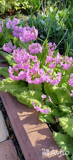 Многолетние растения для сада