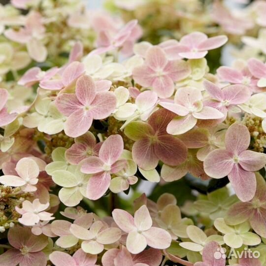 Гортензия Полистар