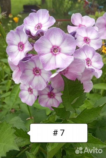 Флоксы. 10 сортов