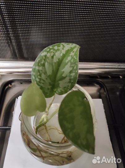 Сциндапсус два вида, спатифиллум