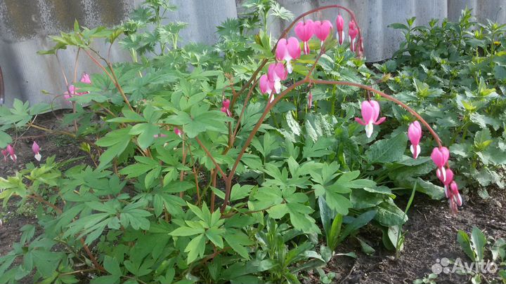 Лилейник, хоста, айва японская