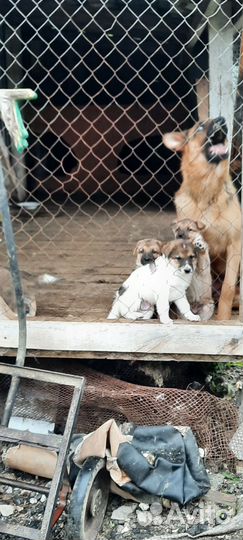 Собаки бесплатно в добрые руки щенки