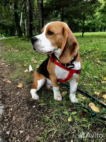 Вязка бигль