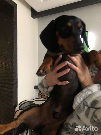 Отдам в добрые руки