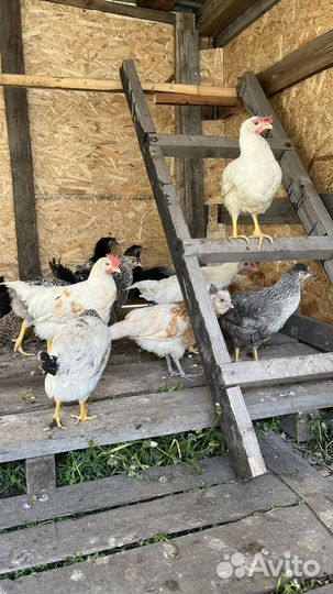 Куры молодки