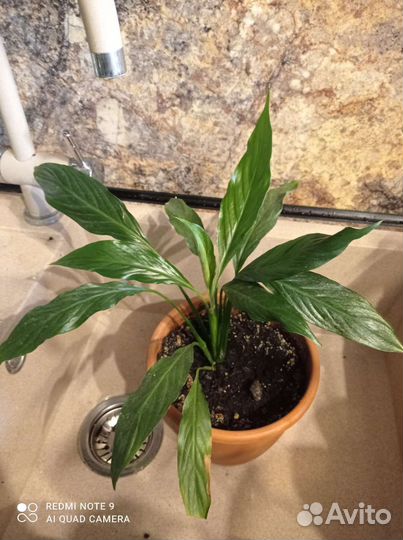 Спатифиллум (женское счастье)