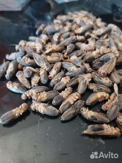 Сверчки заморозка