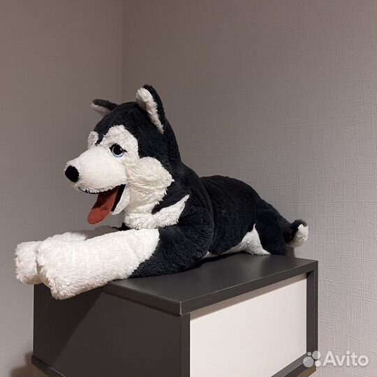 Хаски IKEA livlig