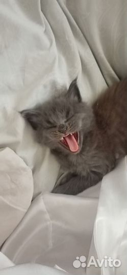 Кошка Мейн-кун