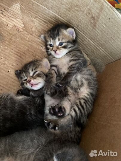 Котята в добрые руки приучены к лотку