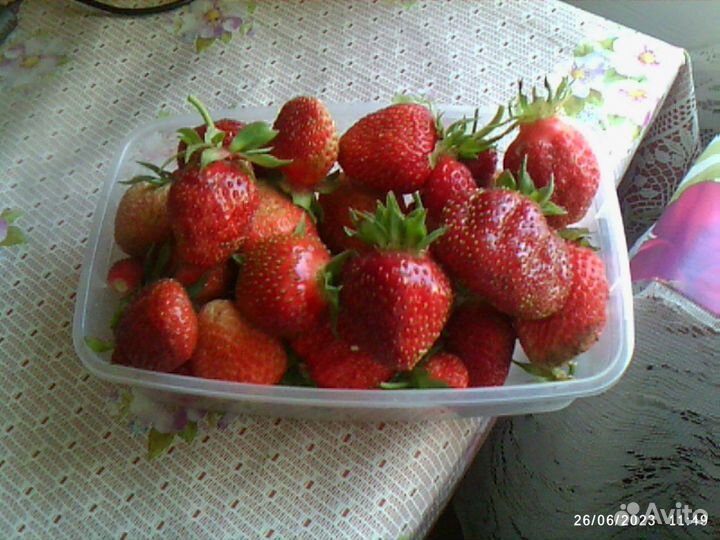 Саженцы клубники сортов Купчиха, Машенька