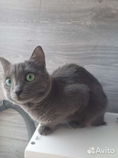 Отдам кошку