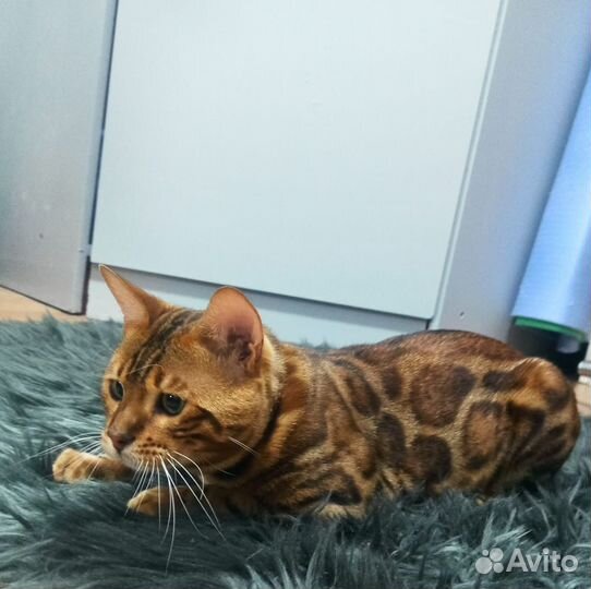 Бенгальский