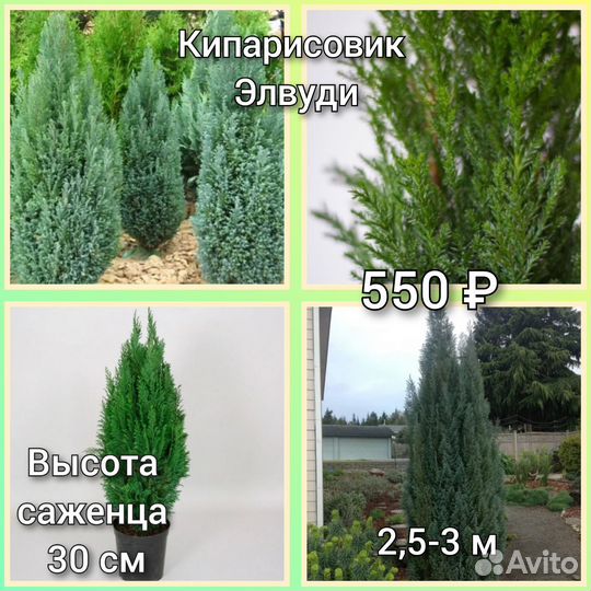 Кипарисовик