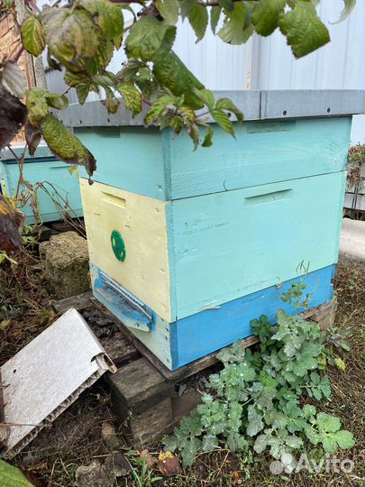 Пчелы улья пасека