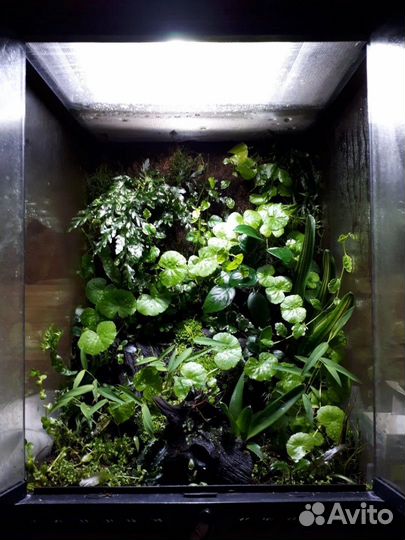 Аквариум,флорариум,террариум