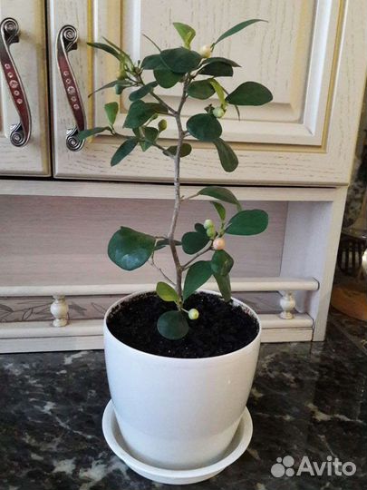 Фикус дельтовидный