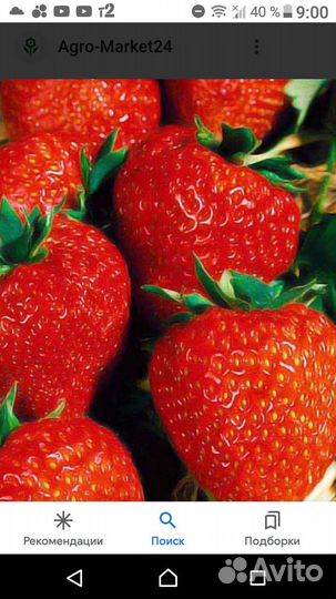 Клубника корни