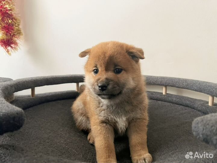 Щенки сиба ину с документами