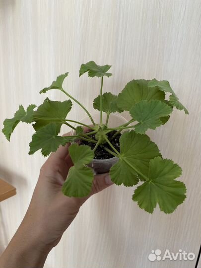 Королевская пеларгония