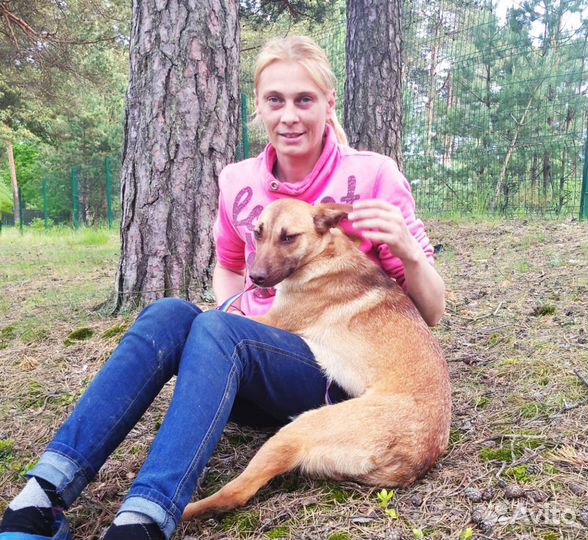 Ищет дом не крупная Собачка Бони