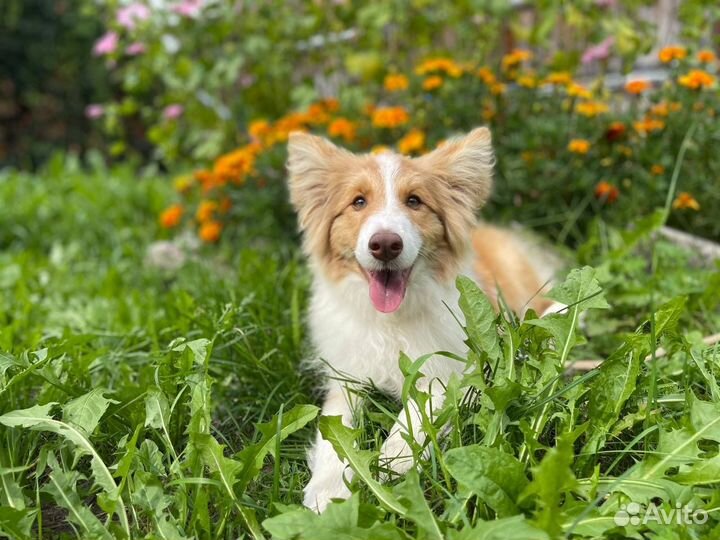 Бордер колли, щенки (мальчики/девочки)