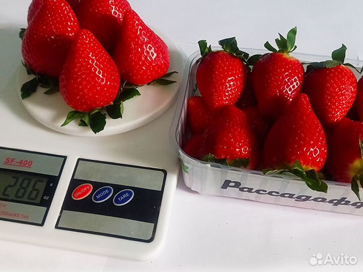 Рассада клубники. Оптом от 128 штук