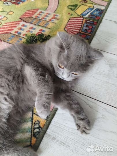 Британский вислоухий кот