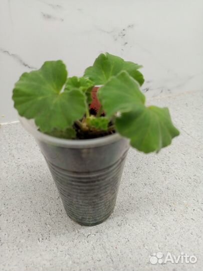 Герань пеларгония