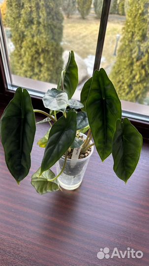 Алоказии Мишольца, Чантриери, Венуста, Лакиван