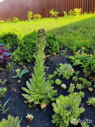 Молодило каменная роза