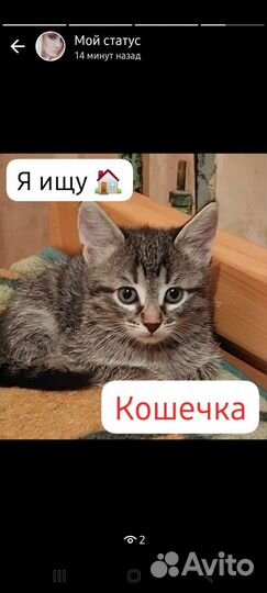 Бронь до 28.05 Кошка в дар