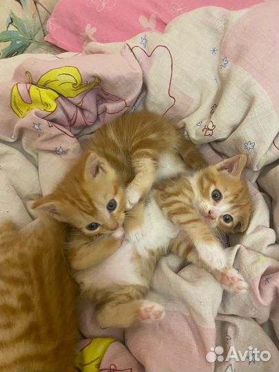 Котята в добрые руки даром