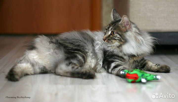 Курильский кот