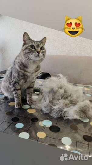 Груминг, услуги грумера, стрижка собак и кошек