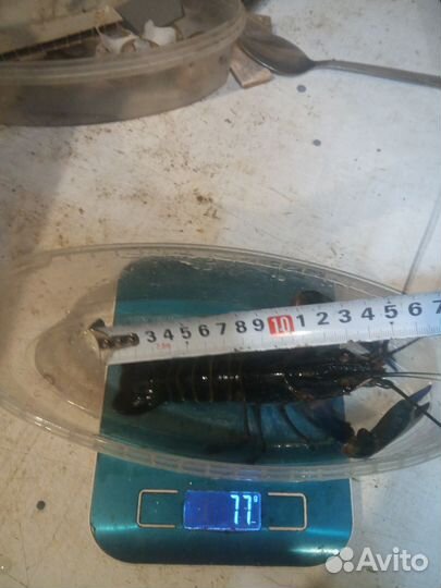 Австралийский красноклешневый рак