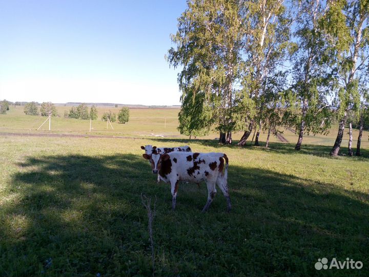 Продаётся молодняк. Разных возрастов