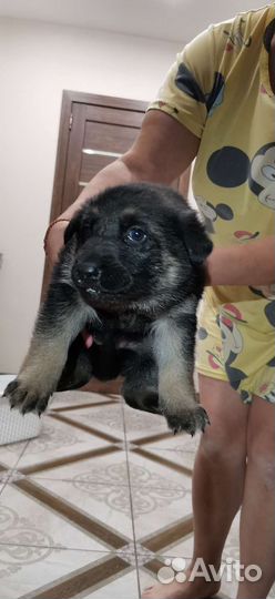 Щенки восточно-европейской овчарки