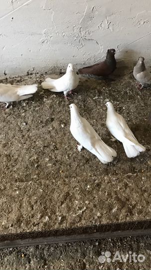 Голуби бойные