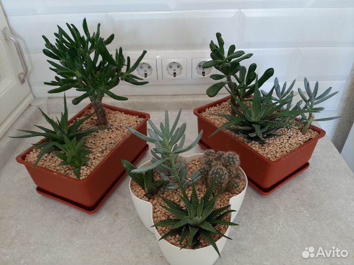 Садик из суккулентов