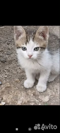 Котята отдам в добрые руки бесплатно